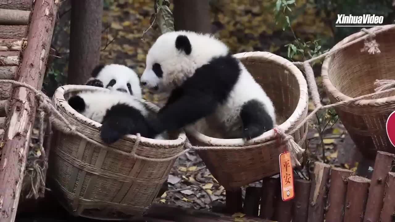 cuccioli di panda